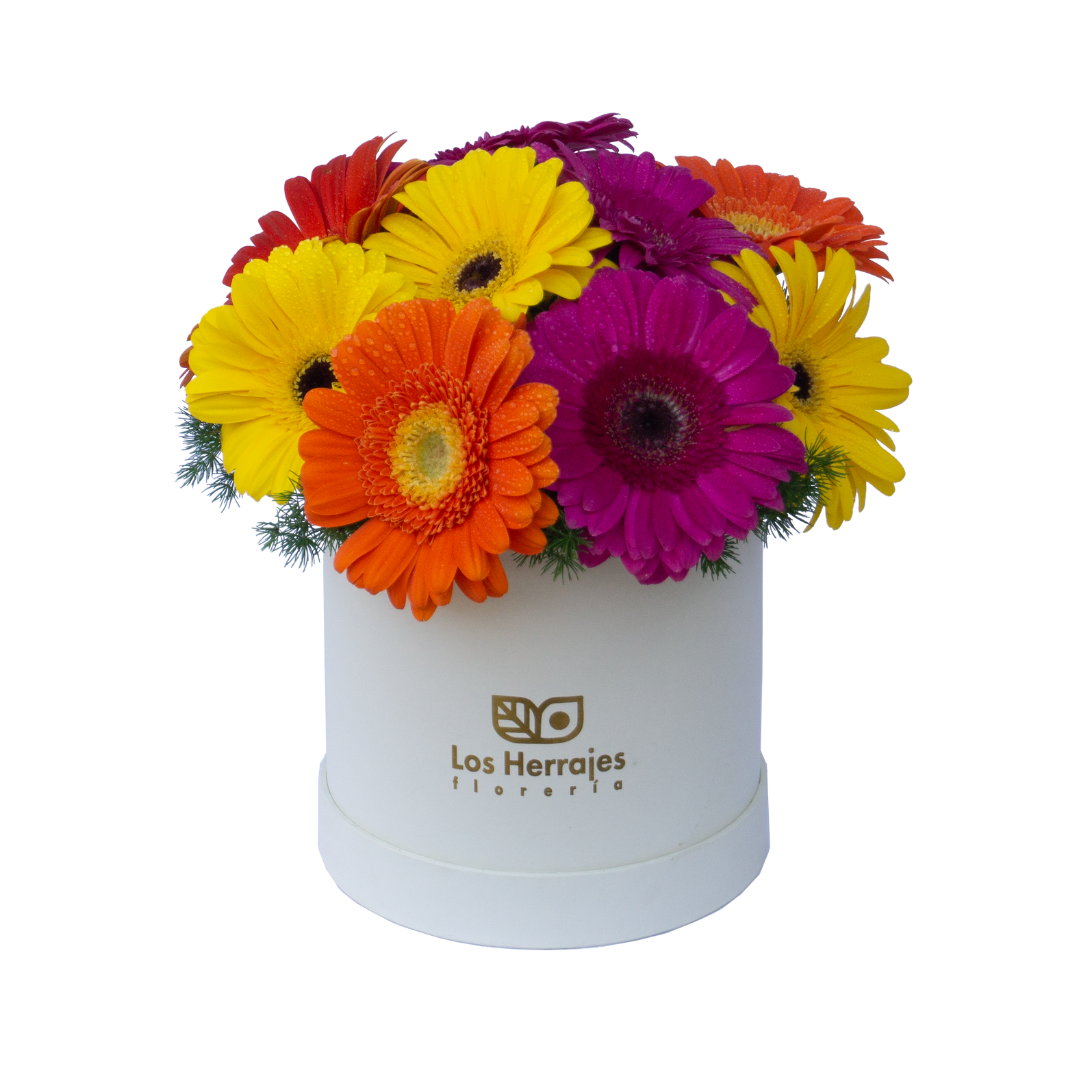 Box Gerberas