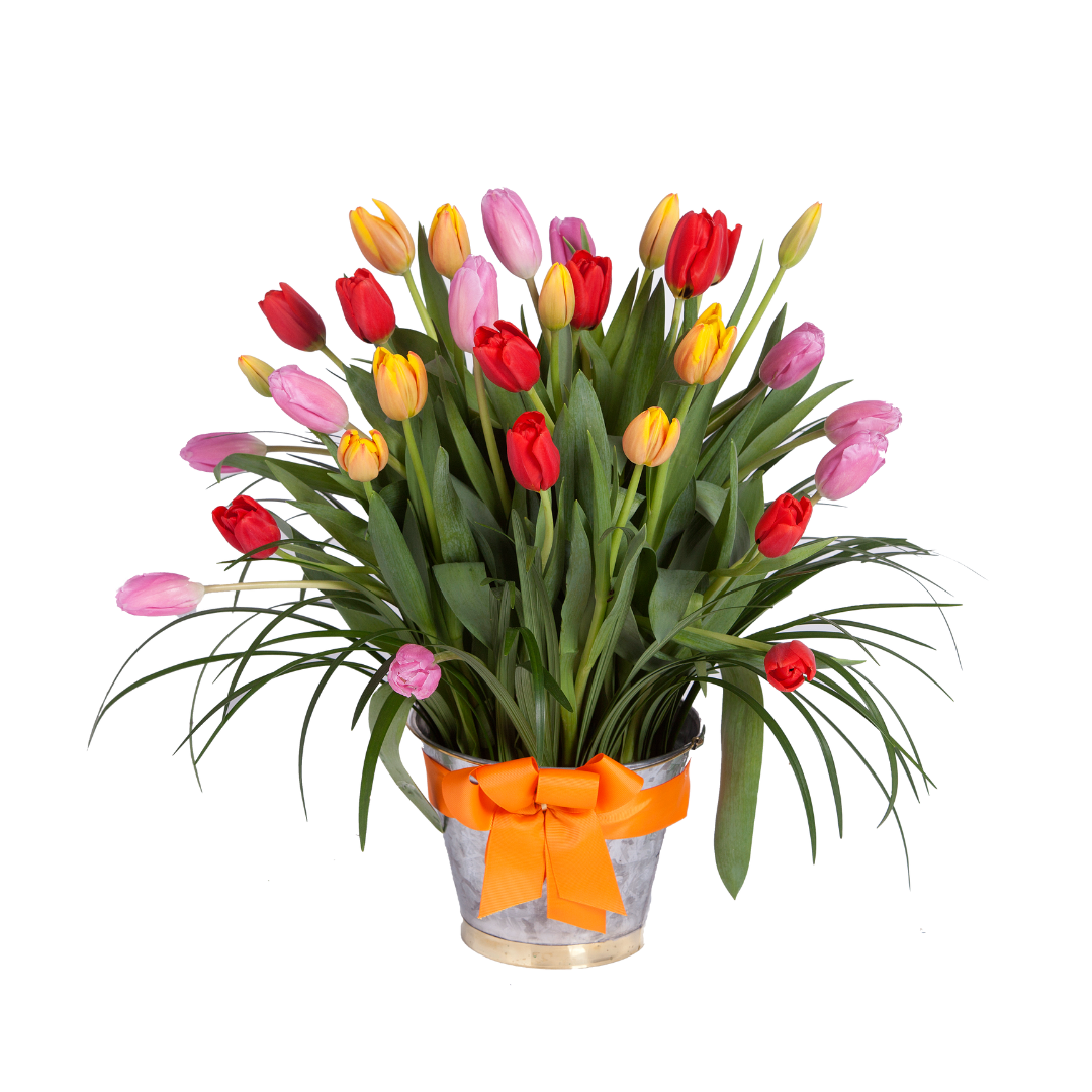 Festival Tulipanes