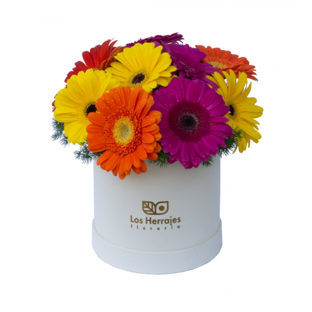 BOX GERBERAS