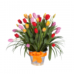 FESTIVAL DE TULIPANES