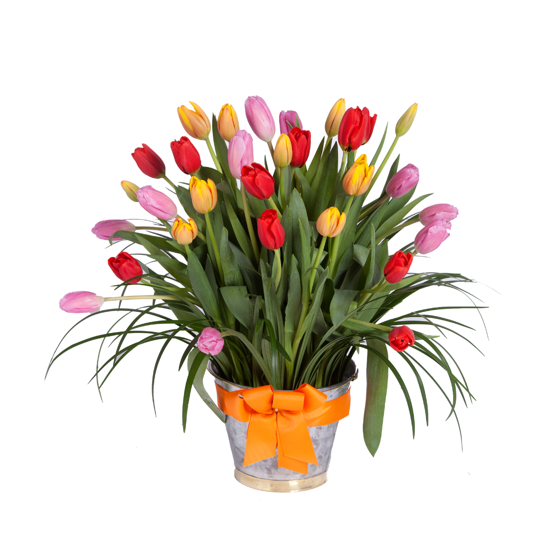 FESTIVAL DE TULIPANES