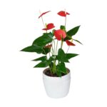 PLANTA DE ANTHURIO