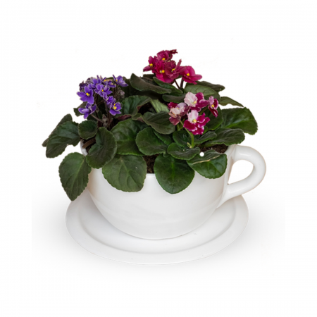TEA TIME VIOLETAS