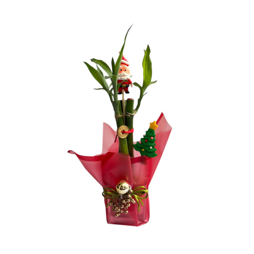 LUCKY BAMBU NAVIDEÑO