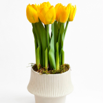 TULIPS AMARILLO